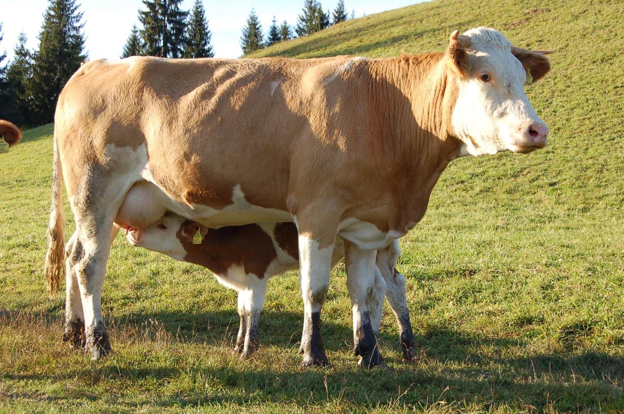 Walcherhof Arriach Kültér fotó